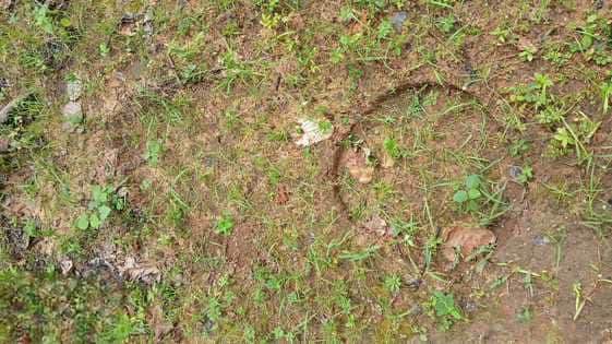 रिहायसी इलाकों के करीब पहुंचा जंगली हाथियों का झुंड, वन विभाग अलर्ट