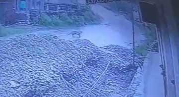 Villagers in Tihra village of Bhaunkhar Panchayat are in panic due to leopard and four cubs