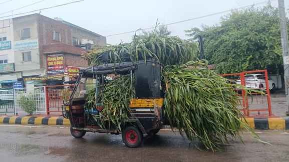 Waterlogging destroys green fodder crops, looms large for animals