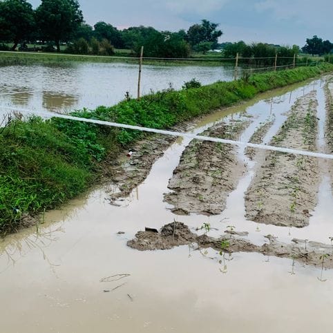 firozabad news rain peper crop destroyed