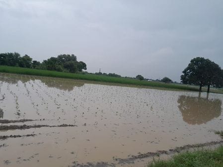Capsicum crop destroyed by rain, farmers worried