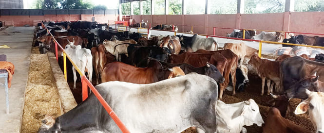 An unknown person opened the enclosure of bulls of Shiv Nandi Gaushala at night