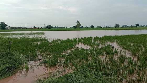 Ghaggar water level in Guhla-Chikka is above the danger mark, 2000 acres of crops submerged