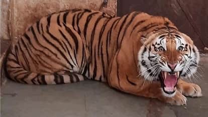 Tiger terror in Balaghat: 5 dead in 8 months, elderly farmer hunted in Kanhargaon, villagers panicked