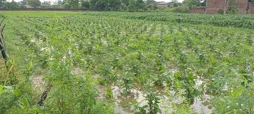 Vegetable crops being ruined by rains, fields flooded