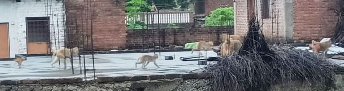 Terror of monkeys in Gahrukheda, many people injured