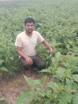 Vegetable crops affected by rain, farmers suffer losses