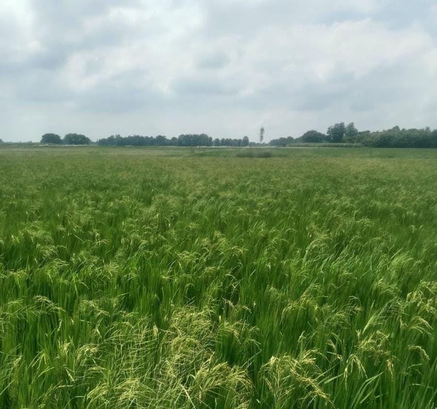 Paddy crops bloomed prematurely, farmers are worried
