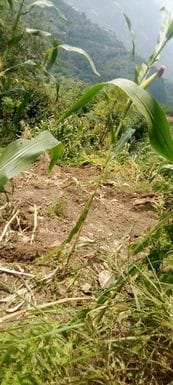 Huge damage to maize crop, loss of Rs 19 crore