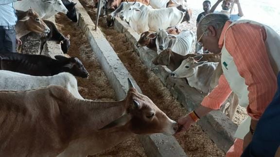 UP News: Complete animal lockdown implemented in 7 lumpy affected districts, animal fair will not be held