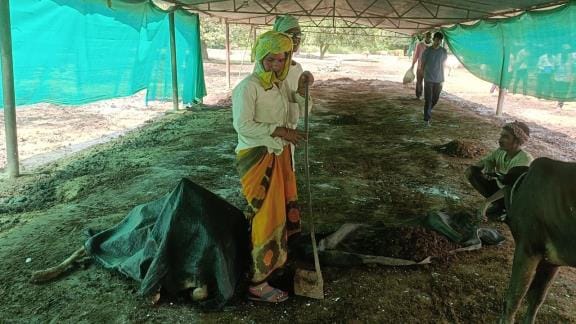 The cattle were eating dry fodder, the minister got angry