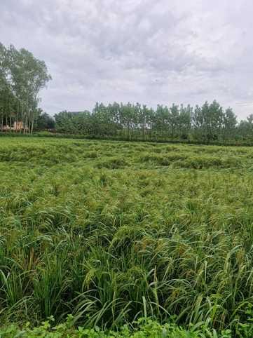 The destruction of crops was visible when the water receded