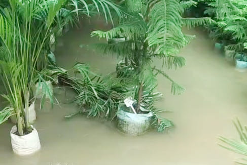Plants were destroyed due to contaminated sewer water, three walls of the nursery collapsed