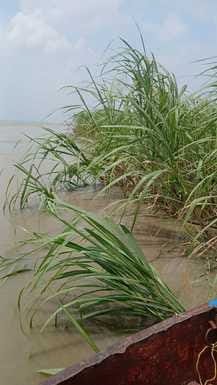Ganga continues to surge, water level at Narora barrage rising towards danger mark
