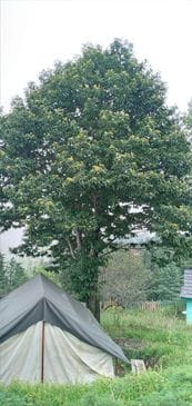 Rare sweet chestnut tree flourishing in Bijahi