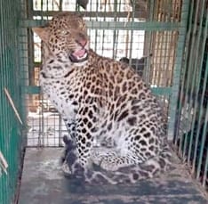 Outside the issue of honourables, leopards are inside the population