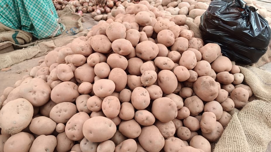 Diwali Gift for Potato Farmers 800 Per Quintal Discount on Seeds Announced