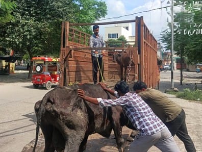 The municipal corporation team sent 19 abandoned animals to the cowshed