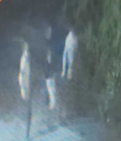 Thieves escaped after stealing three buffaloes, caught on CCTV