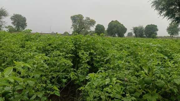 Gall measles outbreak on Guar crop, threat to production