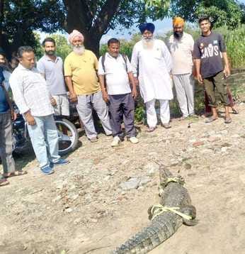 Crocodile reached near farmer's house, forest workers released it in Devha river