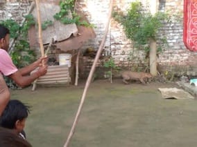 Villagers in panic due to leopard attack in Grant No. 12
