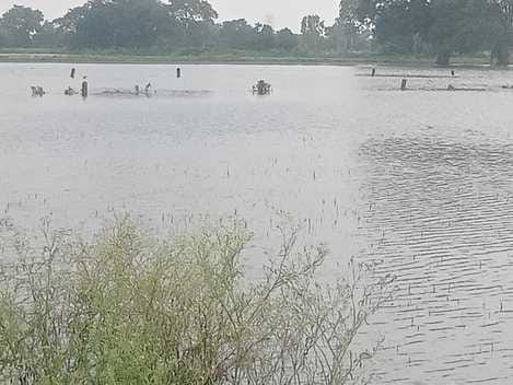Problems of villagers increased due to foul smell