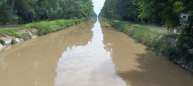 The muddy water of Ghaggar dissolved in the canals