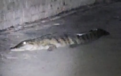 Crocodile found in the Irrigation Department's Rest House premises, Wildlife Team captured it