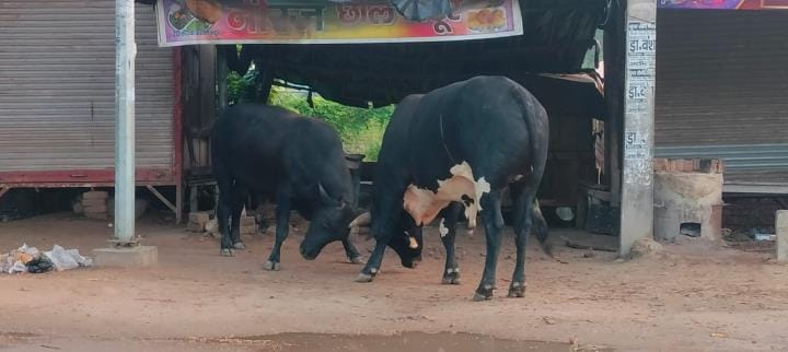Shops remained closed for one hour due to bull fight