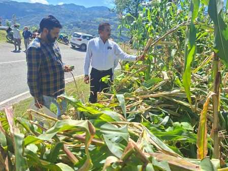 नायब तहसीलदार बुद्धल में फसल के नुकसान का आकलन करने के लिए प्रभावित गांवों का  दौरा करते हुए। स