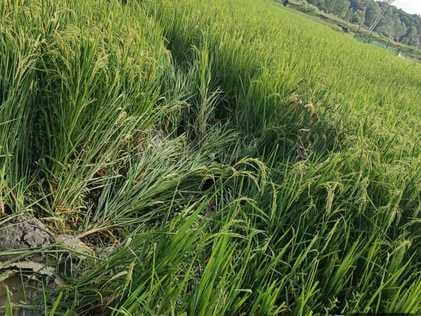 Nepalese elephant created havoc, broke the gate, damaged sugarcane crops