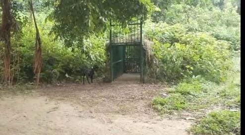 The location of the cage installed in Narni village changed