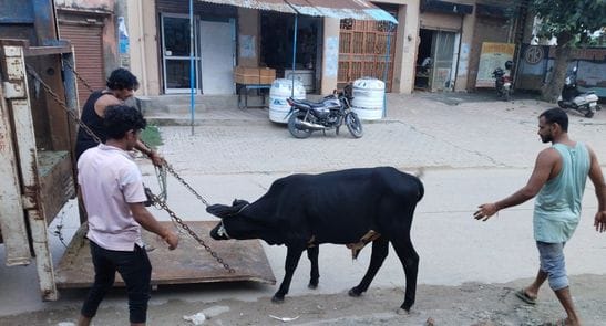More than 40 cattle were caught during the corporation's campaign