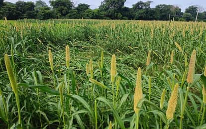 Farmers Can Earn Extra Income with Summer Pearl Millet Crop Ready in 65–75 Days