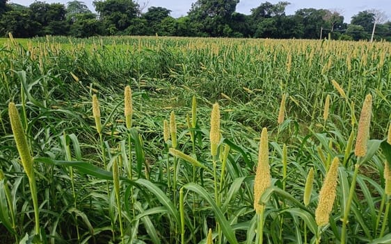 Rain damages maize and millet crops, house collapses
