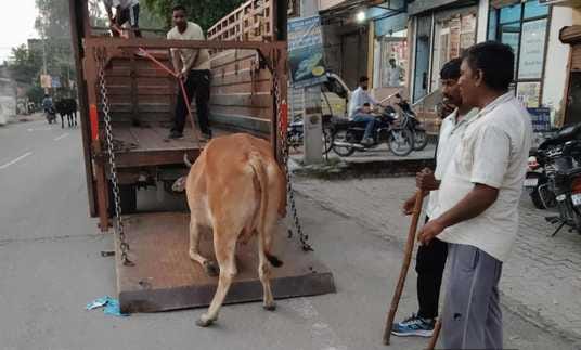 The corporation caught 123 in 12 days, yet the cattle are still roaming on the roads