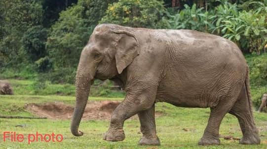 बांधवगढ़ में तीन जंगली हाथियों का आतंक।