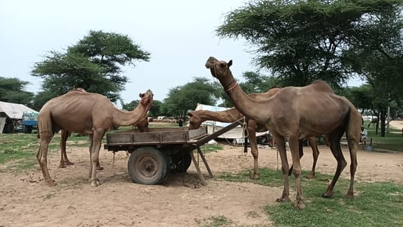 North India's famous Gogamedi fair was formally concluded