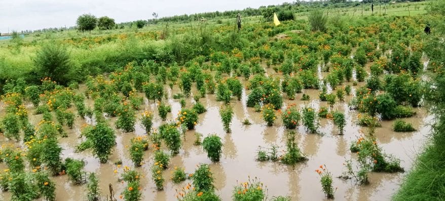 After Ganga and Pandu, Yamuna is also in spate, crops destroyed, villagers are scared