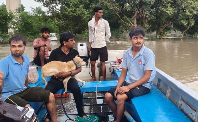 The mute creatures trapped in the flood are being evacuated safely