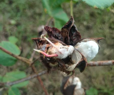 The hard work of the farmers went waste, the seeds of misfortune sprouted in the crop