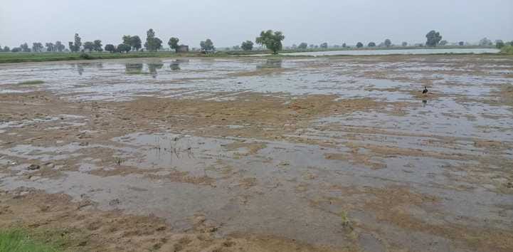 The problem of beans is increasing in Fatehabad district, 50 thousand acres of agricultural land is useless