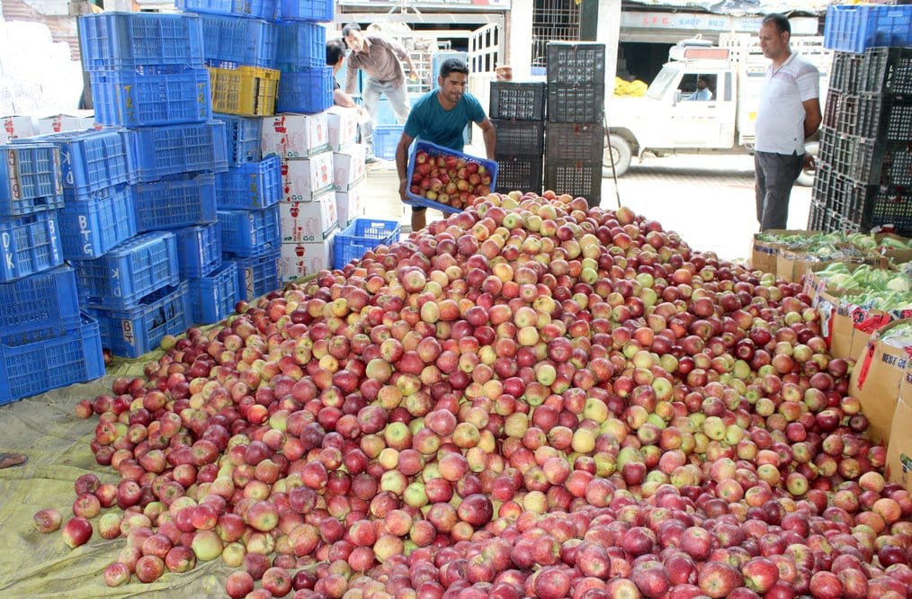 Low bidding in the fruit markets has dimmed the shine of apples