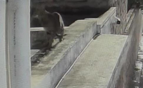Wild animal caught on CCTV camera in Monarch City Colony of Para, panic ensues