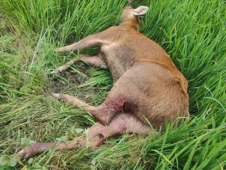 Reindeer injured in dog attack dies