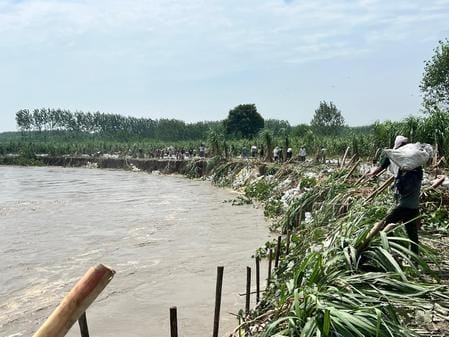 When the soil was insufficient, the sugarcane crop was sacrificed