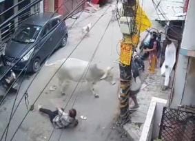 Cows trampled an old man, and also hit a four-year-old child with their horns