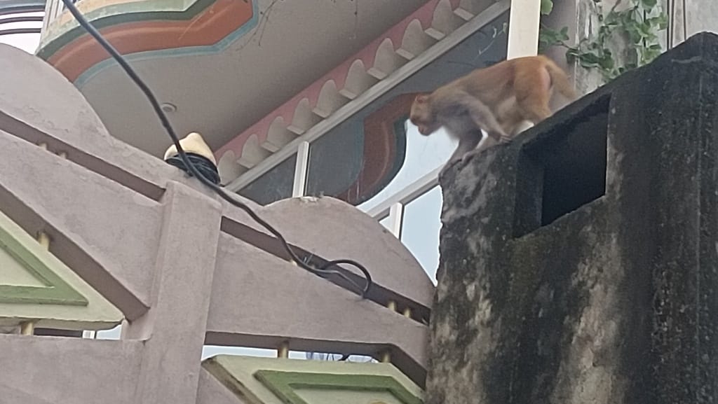 Terror of monkeys again in Bankati area