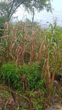 Maize crop destroyed in fields due to rain, compensation demanded